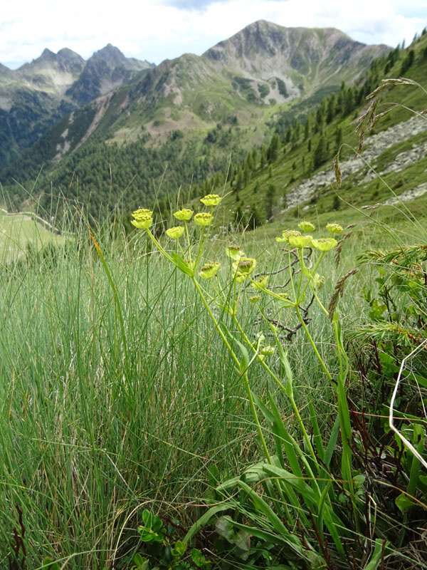 Bupleurum stellatum - Apiaceae